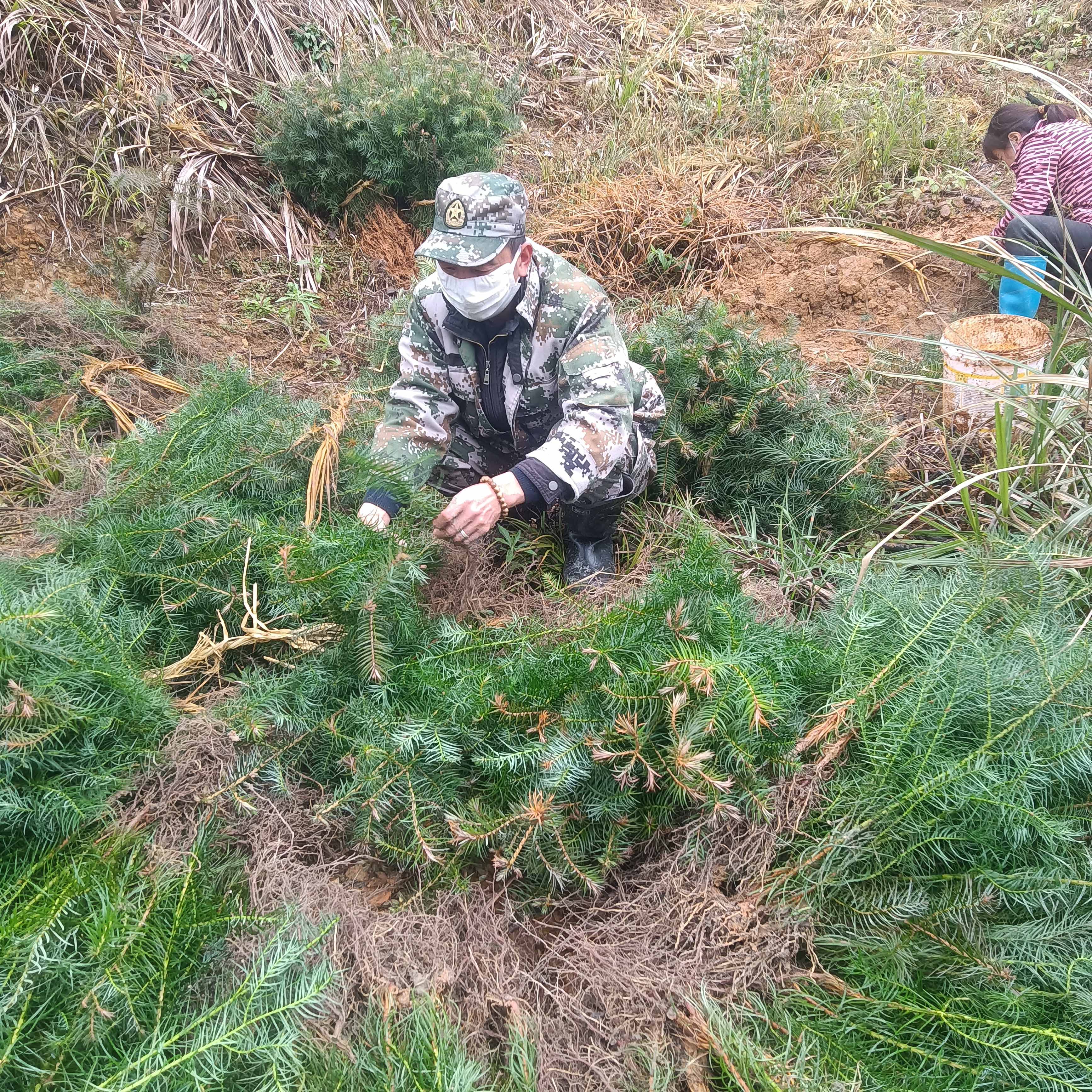 春风拂绿，万象更新，植树造林正当时